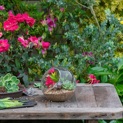 IMIKEYA Plant Terrarium Display: 3Pcs Slanted Glass Terrarium Containers Air Plant Glass Sphere Succulent Display Bowl Vase for Home Tabletop Microlandschaft