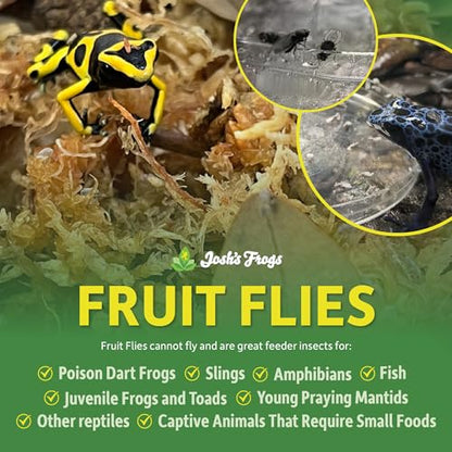 Josh's Frogs Black Drosophila Hydei Fly Culture, 32 oz - Freshly Started | Flightless Live Feeder Insects for Dart Frogs, Fish, Mantids, Toads, Slings, and Other Reptiles, Amphibians, or Animals - color: Black Hydei