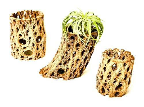 Natural Cholla Wood Decorative Holders, for Air Plants, Terrariums, Aquariums, Crafts & More Cactus Skeleton Planter, Set of 3