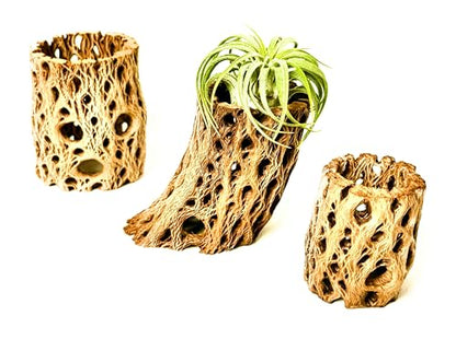 Natural Cholla Wood Decorative Holders, for Air Plants, Terrariums, Aquariums, Crafts & More Cactus Skeleton Planter, Set of 3