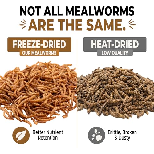 Freeze-Dried Mealworms – High-Protein Treat for Reptiles, Birds & Insect-Eating Pets – 2.6 oz Jar