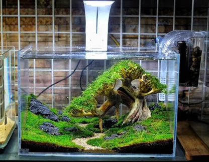 Azil Bonsai Driftwood Aquarium Tree for Aquarium Decor Fish Tank Decorations (10.1'' Length)
