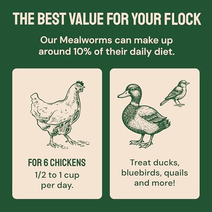 Hatortempt 5lb Dried Mealworms for Chickens & Wild Birds, Chicken Feed | High-Protein Chicken Food - Meal Worms Fed an Organic Diet - Hand Inspected Treats for Laying Hens & Ducks - 2 Yr Shelf Life - size: 5 Pound (Pack of 1)