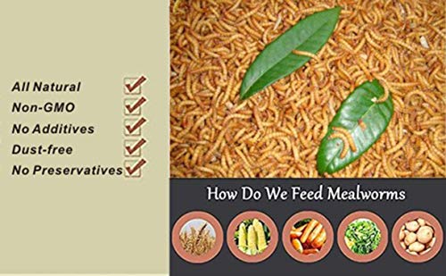 Non-GMO Dried Mealworms 6LB, 100% Natural Large Size No Moisture,Treats for Birds Chickens Hedgehog Hamster Fish Reptile Turtles (6lb) - size: 6 Pound (Pack of 1)