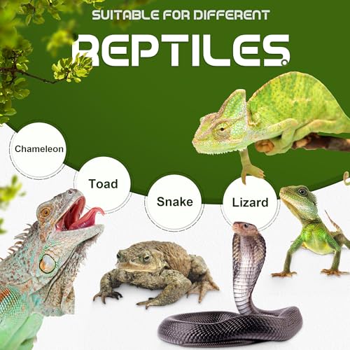 Chameleon Feeding Bowl, Hanging Insect Feeder with a Pillar for Prey to Climb Up, Suitable for Chameleon, Bearded Dragon, Lizard, Iguana, Gecko(Green) - color: Green