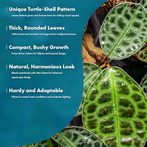 Live Jungle Plant - Labisia Sp Turtle Back - Terrestrial Plants for Paludarium, Reptile Enclosure, High Humidity Displays - color: Labisia Sp Turtle Back, size: Loose / Bare Root