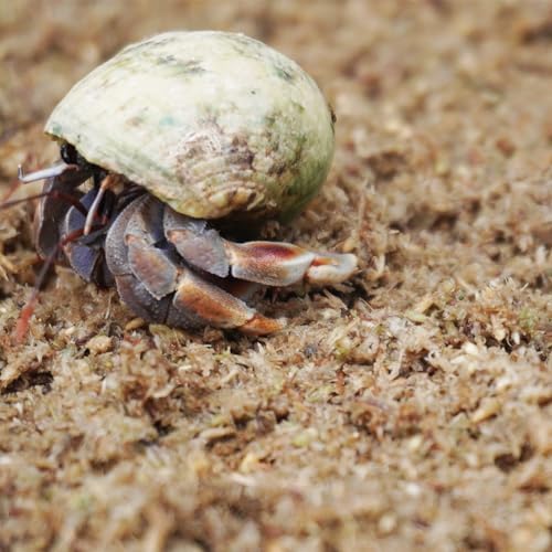 Natural Premium Sphagnum Moss Fiber Substrate for Hermit Crab, Ideal Accessories for Hermit Crab Tanks, Great for Mixing with Hermit Crab Sand (Pack of 2) - size: 2QT (Pack of 2)