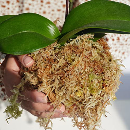 Sphagnum Moss 34QT for Plant Propagation, Great Orchid Potting Mix, Help with Maintain Humidity, 10oz - size: 10oz