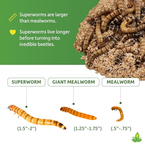 Josh's Frogs Superworms (200 Count) - size: 200 Count (Pack of 1)