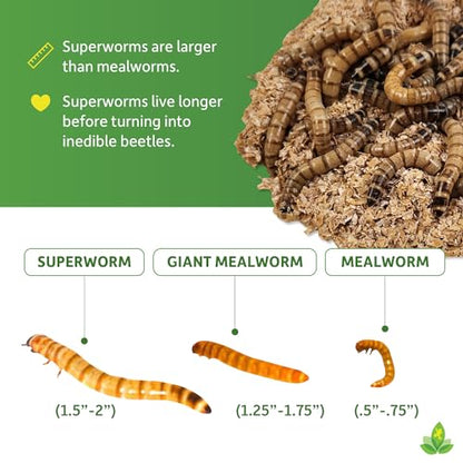 Josh's Frogs Superworms (200 Count) - size: 200 Count (Pack of 1)