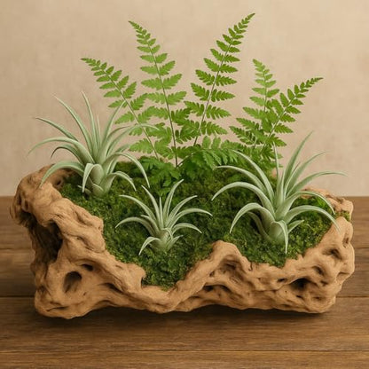 Koyal Wholesale 10" Hollow Grapewood Branch Decor 1Pcs Grapewood Centerpiece Vase Air Plants Sand Blasted Grapevine Wood Untreated Terrarium Wood Driftwood Decor