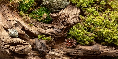 48x18 inches Aquarium Fabric Background Composition of Lichen Withered Tree Aquarium Background Fish Tank Aquatic Plants Background - size: 48X18inch
