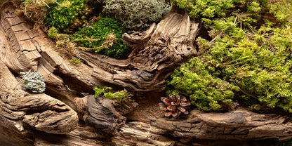 48x18 inches Aquarium Fabric Background Composition of Lichen Withered Tree Aquarium Background Fish Tank Aquatic Plants Background - size: 48X18inch
