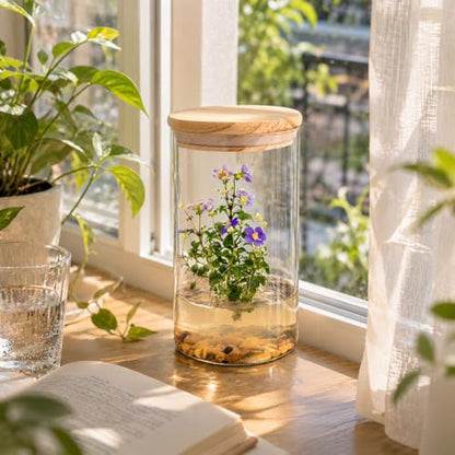 Persian Violet (Exacum Affine) - Live Flower Terrarium in Self Sustaining Glass Jar, Maintenance Free, Great Unique Gift and Home Decor, 100% Growth Guarantee