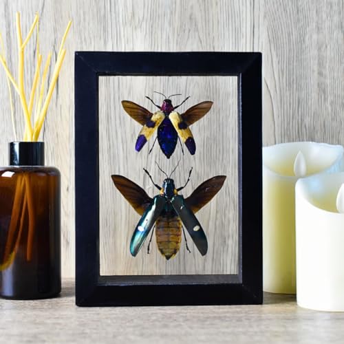 Jewel Beetle Mounts Insect Animals Taxidermy in Framed (Megaloxantha Bicolor& Chrysochroa Buqueti Rugicollis) - style: Megaloxantha Bicolor& Chrysochroa Buqueti Rugicollis