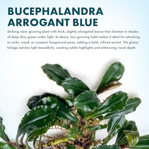 Bucephalandra Arrogant Blue Live Aquarium Plant - Natural Freshwater Fish Tank Decorations and Aquatic Decor (Small Clump (3-5 Plants)) - color: Arrogant Blue, size: Loose Mini Clump (3-5 Plants)