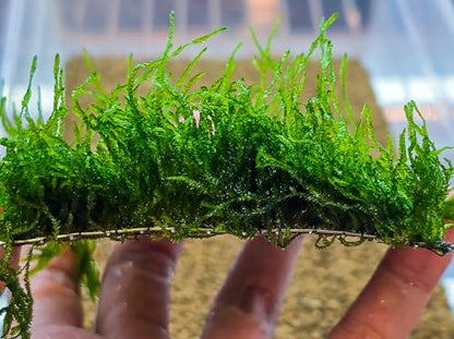 Enchanting Aquatic Moss Collection: Create a Lush Underwater Landscape with Easy-Care Varieties - Perfect for Aquarium Décor and Aquascaping (Flame Moss - 3inx3in Mat) - style: Flame Moss - 3inx3in Mat