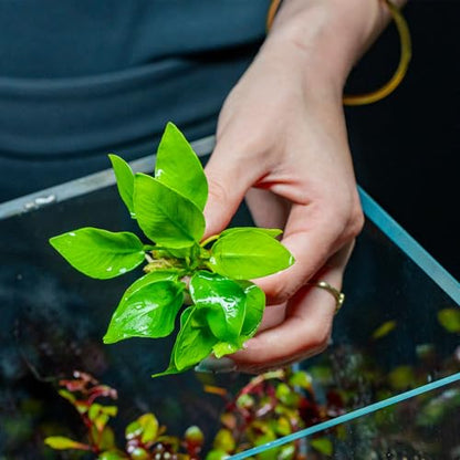 Anubias Live Aquarium Plants - Potted Freshwater Plant for Fish Tanks, Terrariums - Beginner Friendly Low Light (Nana Golden, 3 Pots) - color: Nana Golden, size: 3 Pots