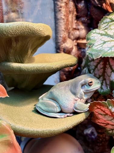 Mushroom Ledge for Terrarium – Climbing & Resting Shelf with Suction Cups (Dark Green, 6''x4.5''x5.25'') - color: Dark Green