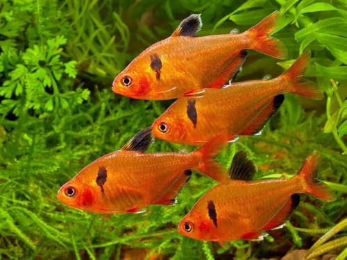 0.5mm - 1/64" Tropical & Community Fish Floating Micro Pellets-WL... 1-lb | 0.5mm - 1/64" Floating Micro Pellets for Tropical & Community Fish, Tetras, Guppies, Angel Fish, Small Cichlids, Goldfish - size: 1 Pound (Pack of 1)