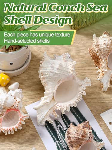 ANPHSIN 4 Pack Conch Sea Shell Air Plant Holders- 4-5 inches Natural Airplant Pot, Decorative Tillandsia Succulent Display Container for Gardening Housewarming Gifts Home Table Decors, No Plants - style: Conch Shell