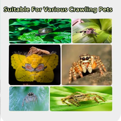 Jumping Spider Hidden Habitat Set (Decorated) - Jumping Spider Cage Accessories - Fun Perimeter Accessories for Climbing and Hiding