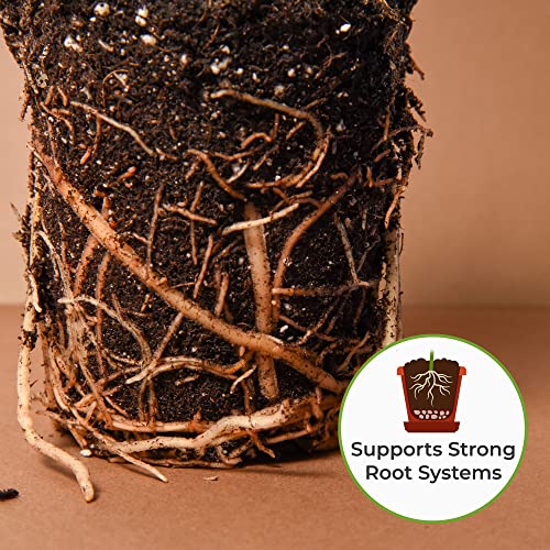 Perfect Plants Snake Plant Soil, 4 qt, Coco Coir Potting Mix | All-natural pine bark, perlite and sand blend for Sansevieria varieties, drains fast to protect roots, no added fertilizer - size: 4qt.
