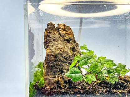 Tiny Terrarium Kit 4x4 Inch – DIY BioActive Starter Kit with Live Tropical Plants, Halo LED Grow Light, Soil, Drainage, 25 Dwarf White Isopods, and 25 Fire-Orange Springtails