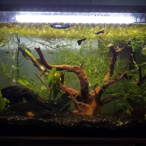 AWXZOM Natural Large Spider Wood Driftwood for Aquarium, Terrarium, Vivarium, and Reptile, Aquarium Décor, Reptile Tank, Aquarium décor Wood Aquascaping Wood for Reptile Enclosure (9-14inch)