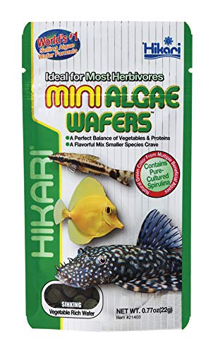 Hikari Mini Algae Wafers, 0.77 oz - size: 0.77 Ounce (Pack of 1)