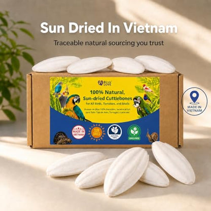 Birds LOVE 7.5-8" Cuttlebone for Birds – 100% Natural Sun-Dried Calcium Carbonate Mineral Supplement – for Parakeets, Budgies, Cockatiels, Finches & Canaries – 1 Pack with Holder – Made in Vietnam - size: 1 Count (Pack of 1)