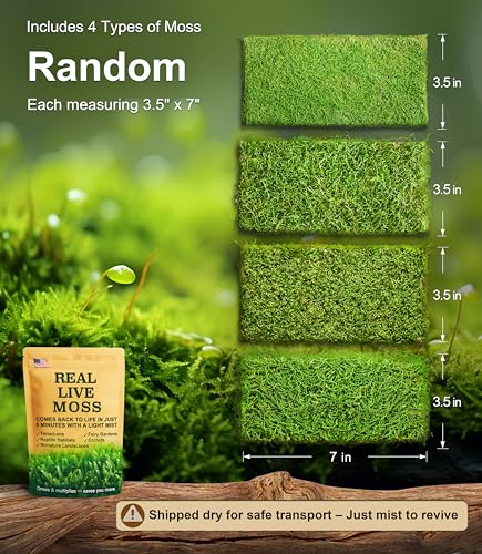 Live Moss 4-Pack for Terrariums,Potted Plants & Floral Decor | Random Varieties, Easy to Revive, Dye-Free, Mixed Green Texture, Bonsai, Potted Plants, Miniature Landscapes, Plant Displays