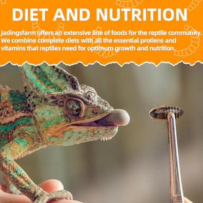 6 Pack Canned Dubia Roaches for Reptiles, Birds and Small Animals, Dubia Roaches, Healthy High Protein Treat, Reptile Food 7.2 Ounces Total
