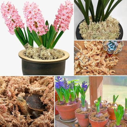 8 oz Sphagnum Moss for Indoor Plants, Natural Orchid Potting Mix for Repotting, Dried Long Fiber Sphagnum Peat Moss for Carnivorous Plants Succulents Reptile Habitats (Expands to 12 qt) - size: 8 ounces