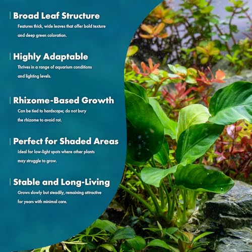 Anubias Live Aquarium Plants - Potted Freshwater Plant for Fish Tanks, Terrariums - Beginner Friendly Low Light (Barteri, 3 Pots) - color: Barteri, size: 3 Pots