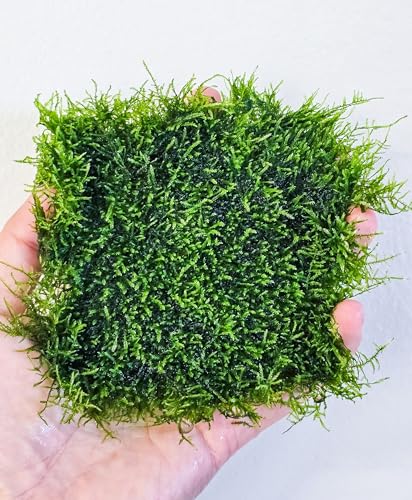 Generic Enchanting Aquatic Moss Collection: Create a Lush Underwater Landscape with Easy-Care Moss Varieties - Perfect for Aquarium Décor and Aquascaping (Mini Spinky - 3.5inx3.5in Matt) - style: Mini Spinky - 3inx3in Matt