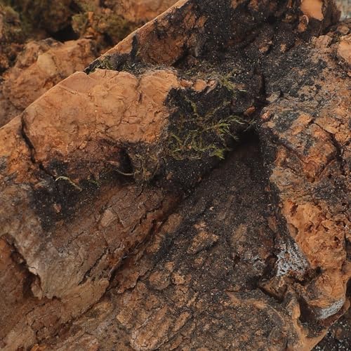 NUOBESTY 8 Pack Cork Bark for Reptile Hides and Terrarium Decor | Natural 2 X 3.9 in Reptile Tree Bark Panels for Gecko Climbing, Custom Shelters, Plant Mounting and Bioactive Layouts