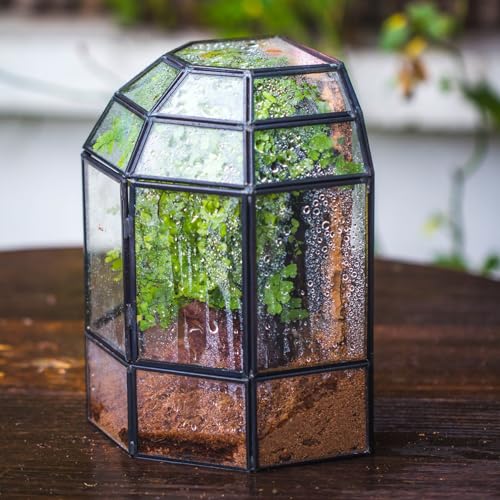 NCYP Half Dome Geometric Glass Terrarium with Door, Closed Moss Planter Pot, Miniature Landscape Container, Indoor Tabletop Decor, Black (Terrarim Only)