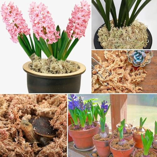 2.2 lb Premium Sphagnum Moss Bulk, Natural Long Fiber Orchid Sphagnum Peat Moss for Carnivorous Plants Succulent Monstera Indoor Outdoor Plants & Reptiles Terrariums Habitats(Expands to 40 qt) - size: 2.2 pounds