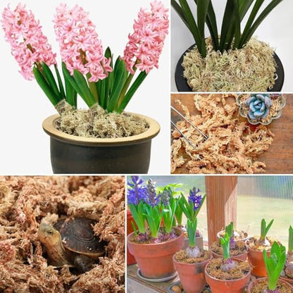 2.2 lb Premium Sphagnum Moss Bulk, Natural Long Fiber Orchid Sphagnum Peat Moss for Carnivorous Plants Succulent Monstera Indoor Outdoor Plants & Reptiles Terrariums Habitats(Expands to 40 qt) - size: 2.2 pounds