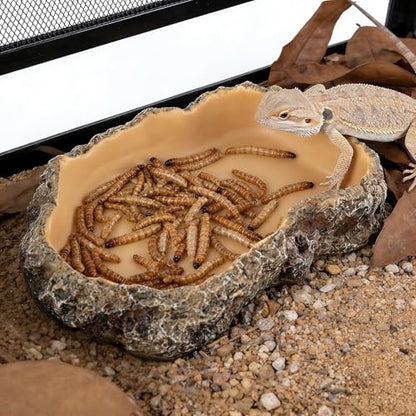 Reptile Food Dish, Terrarium Water Bowl, Feeding Bowl for Reptile Amphibian Pets - size: X-Small