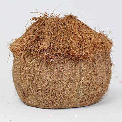 Needzo Hideout for Hermit Crabs, Reptiles, Natural Habitat Cage Decoration, 4x5 Inches (Coconut Tiki Hut)