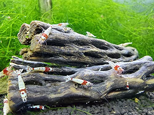 Natural Cholla Wood for Aquarium Decoration Shrimp and Fish Tank (4 Inch (3 Pack))