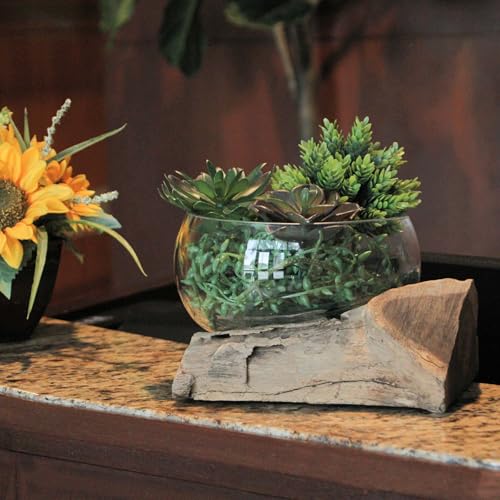 Decorative Vase, 10 Inch Wide-Mouth Molten Glass on Teak Driftwood | Artisan-Crafted, Natural Finish, Serves as Sculptural Bowl, Planter, Terrarium, Or Centerpiece