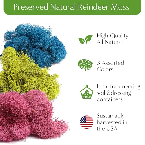 Creations by Nathalie DIY Terrarium Kit with Moss, Soil, Tools & Decor | DIY terrarium starter kit with moss, soil, pebbles, tools, crystals, and figurines for creating indoor plant displays.