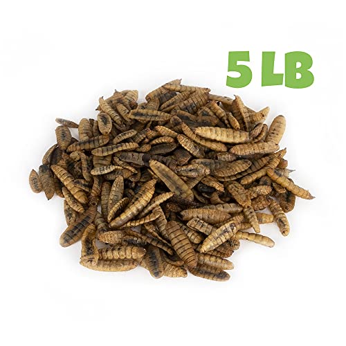 North American Grown Dried Black Soldier Fly Larvae (5lbs) - More Calcium Than Mealworms - Treats for Chickens, Wild Birds, & Reptiles …