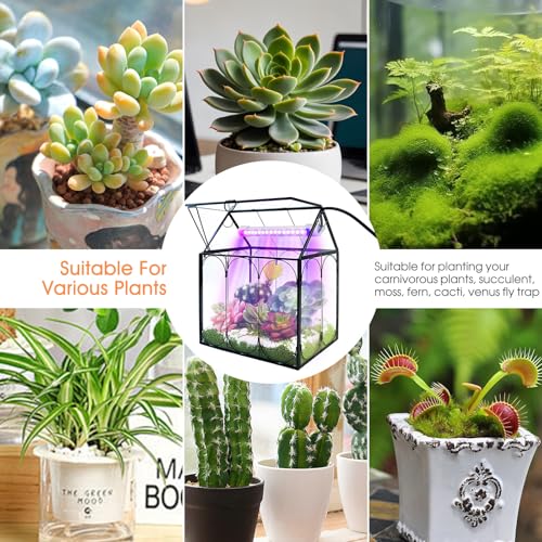 RIFNY Plant Terrarium with Grow Light, Glass Terrarium 8.9 x 5.9 x 9.9 Inch | Terrarium with LED Grow Light and Absorbent Mat for Venus Fly Trap Succulent Live Air Plants Indoor Home Office Decor - size: Black-Large with Plant Light