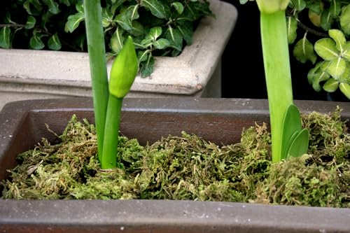SuperMoss 23820 Mountain Moss Green Sphagnum, Mini Bale, Natural Dried