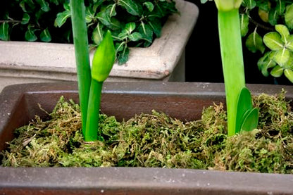 SuperMoss 23820 Mountain Moss Green Sphagnum, Mini Bale, Natural Dried
