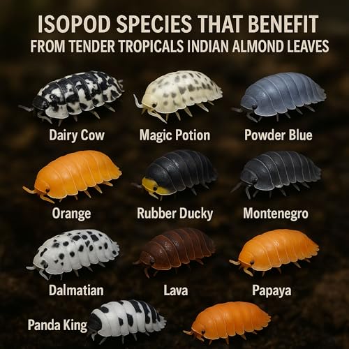Leaf Litter for Isopods – 80 Pcs 4" Natural Indian Almond Catappa Leaves for Bioactive Vivariums, Terrariums & Aquariums, Tarantulas, Spiders, Millipedes, Crickets & Reptiles